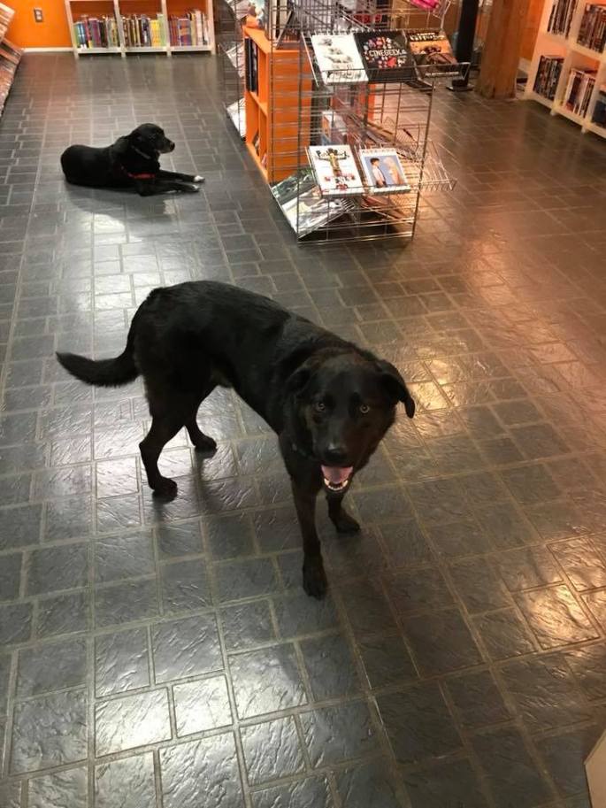 22450178_1598641460157436_564967644074838813_n